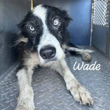 Wade -  Collie and Mixed Breed Dog for Adoption in Buchanan Dam, Texas - Wade | PetCurious