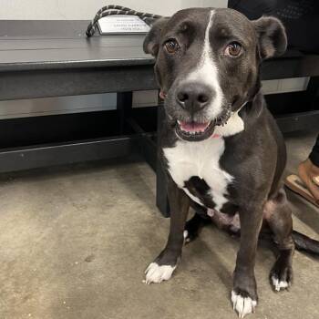Teenie -  Terrier Dog for Adoption in Tampa, Florida - Teenie | PetCurious