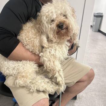 Cockapoo Dogs Available for Adoption in Philadelphia, Pennsylvania - Milo | PetCurious