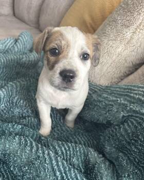 Labrador Retriever and Great Pyrenees Dogs Available for Adoption - Kia | PetCurious