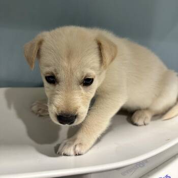 Juneau -  Mixed Breed Dog for Adoption in Chattanooga, Tennessee - Juneau | PetCurious