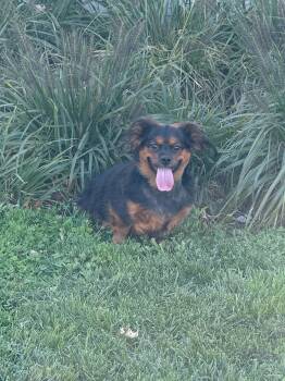 Rescue Cavalier King Charles Spaniel Dogs for Adoption in Chalfont, Pennsylvania - Bunny | PetCurious