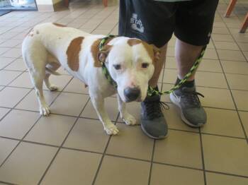 Rescue Pit Bull Terrier and Mixed Breed Dogs for Adoption in Ocala, Florida - A361306 | PetCurious