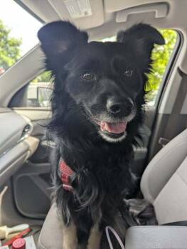 Putzi TN #5236 -  Australian Shepherd Dog for Adoption in Ontario, California - Putzi TN #5236 | PetCurious