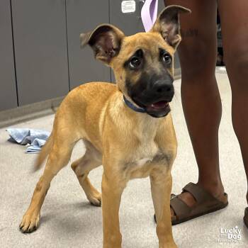 Shepherd Dogs Available for Adoption in Washington, District Of Columbia - Ultra | PetCurious
