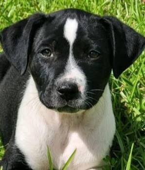Mixed Breed Dogs Available for Adoption in Groveland, Massachusetts - Larry | PetCurious