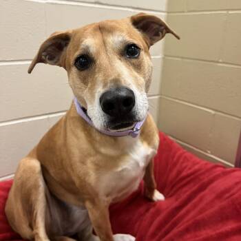 Jasmine -  Mixed Breed Dog Available for Adoption in Concord, New Hampshire - Jasmine | PetCurious
