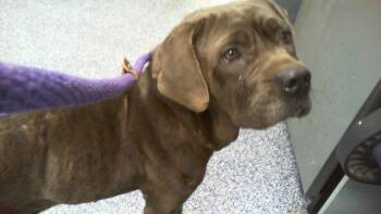 A1265793 -  Cane Corso Dog for Adoption in Charlotte, North Carolina - A1265793 | PetCurious