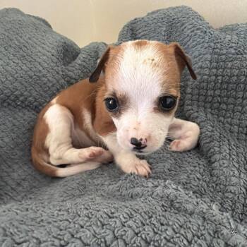 Maize -  Chihuahua and Mixed Breed Dog for Adoption in Goleta, California - Maize | PetCurious