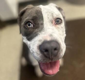 Basil -  Mixed Breed Dog for Adoption in Dubuque, Iowa - Basil | PetCurious