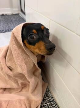 Cri-Kee -  Dachshund Dog for Adoption in Greenville, South Carolina - Cri-Kee | PetCurious