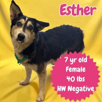 Esther -  Shepherd and Cattle Dog Dog for Adoption in Ringwood, New Jersey - Esther | PetCurious