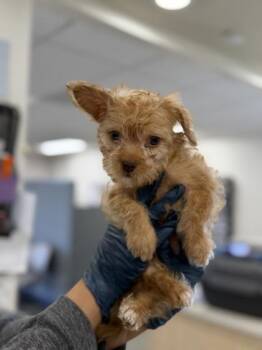Colonel Sanders -  Miniature Poodle Dog for Adoption in Sacramento, California - Colonel Sanders | PetCurious