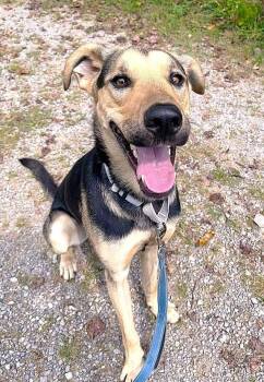 Rescue German Shepherd Dog Dogs for Adoption in Pegram, Tennessee - RUSS | PetCurious