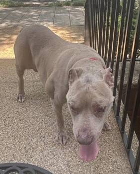 Willie Earl -  Mixed Breed Dog for Adoption in West Chester, Pennsylvania - Willie Earl | PetCurious