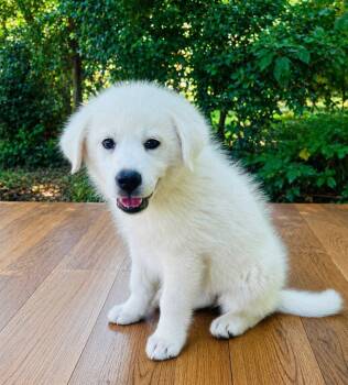 Great Pyrenees and Labrador Retriever Dogs Available for Adoption in Rockaway, New Jersey - Beau Lonestar | PetCurious