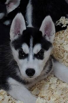 Apple Butter -  Siberian Husky Dog Available for Sale in Heppner, Oregon - Apple Butter | PetCurious