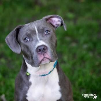 American Staffordshire Terrier Dogs Available for Adoption in Stamford, Connecticut - Kimber | PetCurious