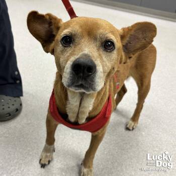 Chihuahua and Beagle Dogs Available for Adoption in Washington, District Of Columbia - Reddy | PetCurious