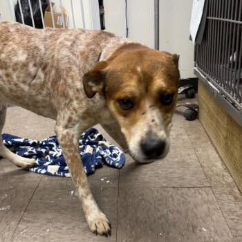 Jimmy Jr. -  Cattle Dog Dog for Adoption in Birmingham, Alabama - Jimmy Jr. | PetCurious