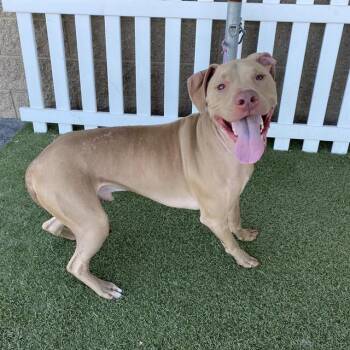 TOAD -  Pit Bull Terrier and Mixed Breed Dog for Adoption in Modesto, California - TOAD | PetCurious