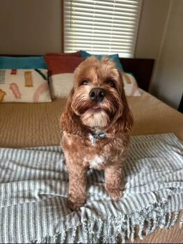 Rescue Cocker Spaniel and Poodle Dogs for Adoption in Warsaw, Indiana - Wrigley | PetCurious