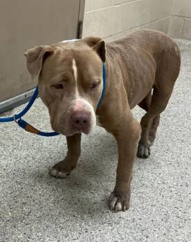 Rescue Pit Bull Terrier Dogs for Adoption in Conroe, Texas - A420127 | PetCurious