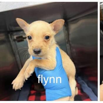 flynn -  Chihuahua and Mixed Breed Dog for Adoption in Spring Hill, Kansas - Flynn | PetCurious