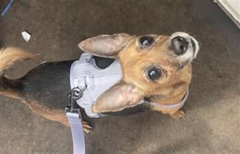 FLOR -  Mixed Breed Dog Available for Adoption in Dallas, Texas - FLOR | PetCurious