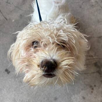 Blitz -  Mixed Breed Dog for Adoption in Memphis, Tennessee - Blitz | PetCurious