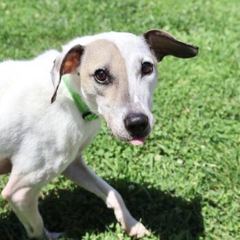 Lucky -  Mixed Breed Dog for Adoption in Briarcliff Manor, New York - Lucky | PetCurious