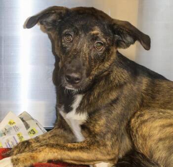 Lacy -  Shepherd Dog for Adoption in Hollister, Missouri - Lacy | PetCurious