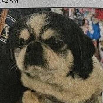 Pug Dogs Available for Adoption - Bruno Pug | PetCurious