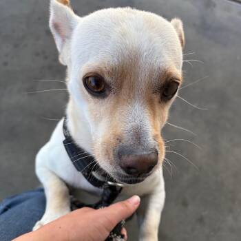 Tucker -  Chihuahua and Dachshund Dog for Adoption in Chico, California - Tucker | PetCurious