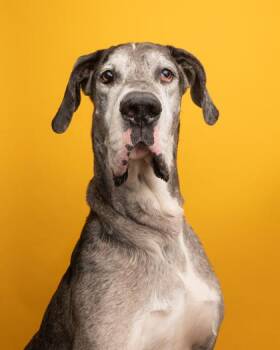 Atlas -  Great Dane Dog for Adoption in Florence, Oregon - Atlas | PetCurious