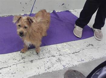 Yorkshire Terrier and Mixed Breed Dogs Available for Adoption in Houston, Texas - JUNIOR | PetCurious