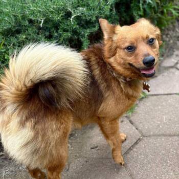 Pomeranian Dogs Available for Adoption in Pacifica, California - Tucker | PetCurious