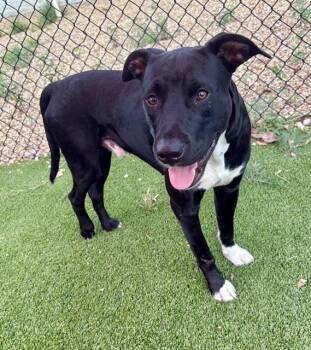 EMBER -  Mixed Breed Dog for Adoption in Jacksonville, Florida - EMBER | PetCurious