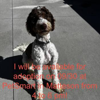 Snickerdoodle -  Poodle and Mixed Breed Dog for Adoption in Matteson, Illinois - Snickerdoodle | PetCurious