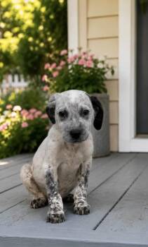 Australian Cattle Dog Blue Heeler Dogs Available for Adoption in Lucas, Texas - Hudson | PetCurious