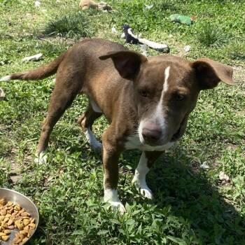 Mixed Breed Dogs Available for Adoption in Tulsa, Oklahoma - Barker | PetCurious