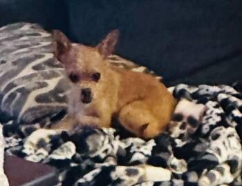 Chihuahua Dogs Available for Adoption in Silsbee, Texas - Neely | PetCurious
