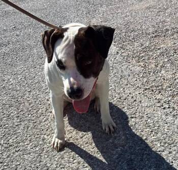Karri -  Pit Bull Terrier Dog for Adoption in Evansville, Indiana - Karri | PetCurious