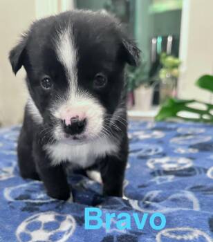 Rescue Cocker Spaniel and German Shepherd Dog Dogs for Adoption in Matthews, North Carolina - Bravo | PetCurious
