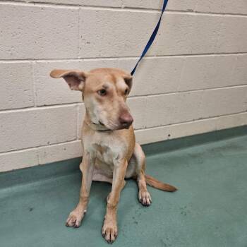 Mixed Breed Dogs Available for Adoption in Memphis, Tennessee - Janice Flowers | PetCurious