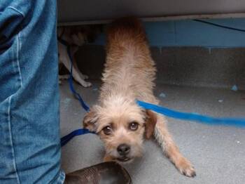 Border Terrier and Mixed Breed Dogs Available for Adoption in Albuquerque, New Mexico - LAYLA | PetCurious