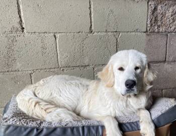 Rescue Great Pyrenees and Labrador Retriever Dogs for Adoption in Wildomar, California - Seoul/sol | PetCurious