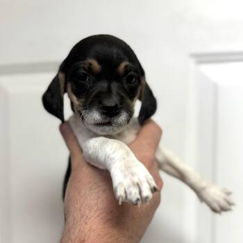 Beagle Dogs Available for Adoption in Columbia, South Carolina - Grilled Nuggets | PetCurious