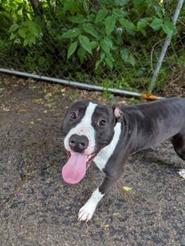 Rescue Black Labrador Retriever and American Staffordshire Terrier Dogs for Adoption in Ottawa, Illinois - Violet | PetCurious