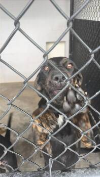 Zara -  Yellow Labrador Retriever and Hound Dog for Adoption in Republic, Missouri - Zara | PetCurious